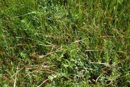 صورة Festuca subuliflora Scribn.