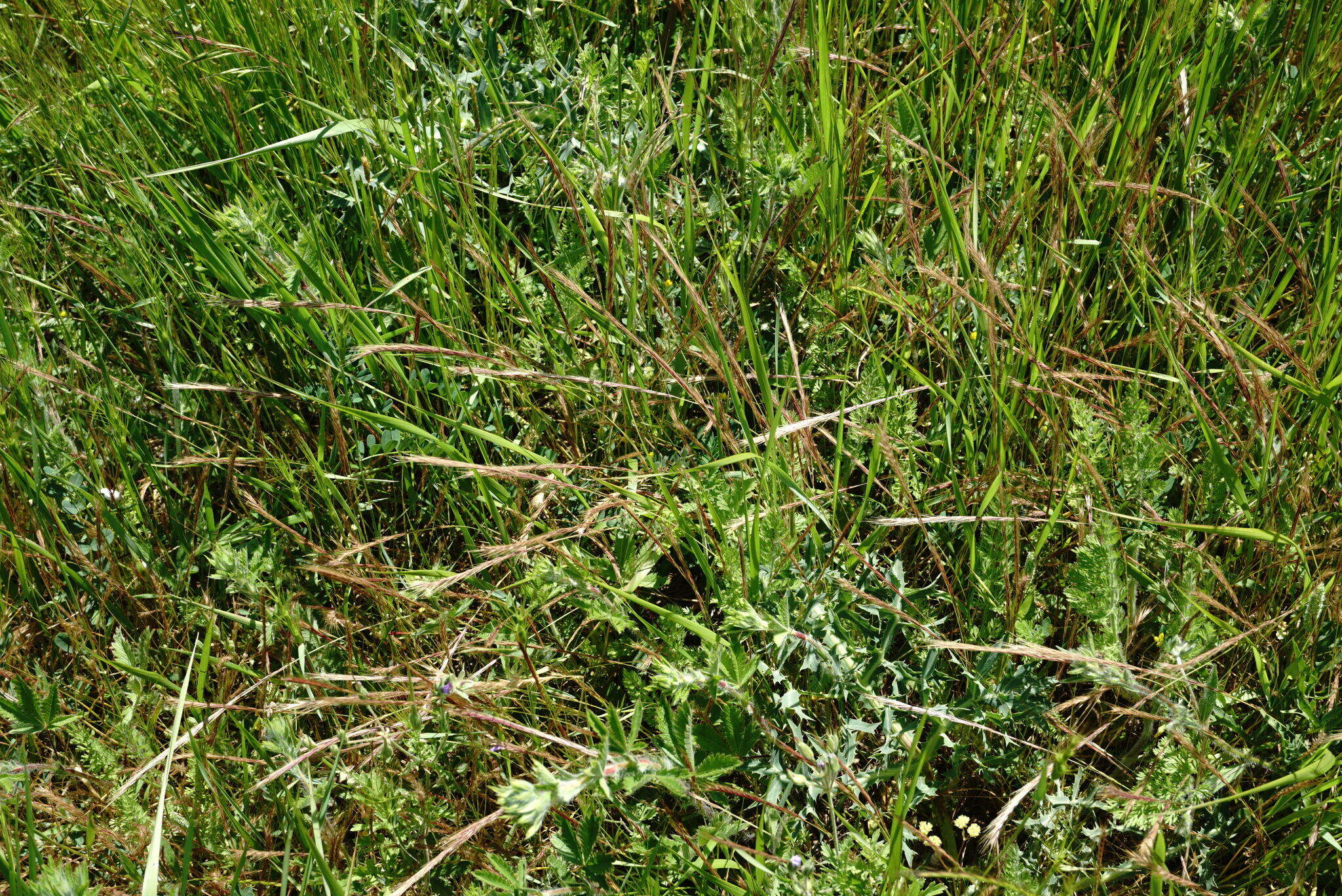 صورة Festuca subuliflora Scribn.