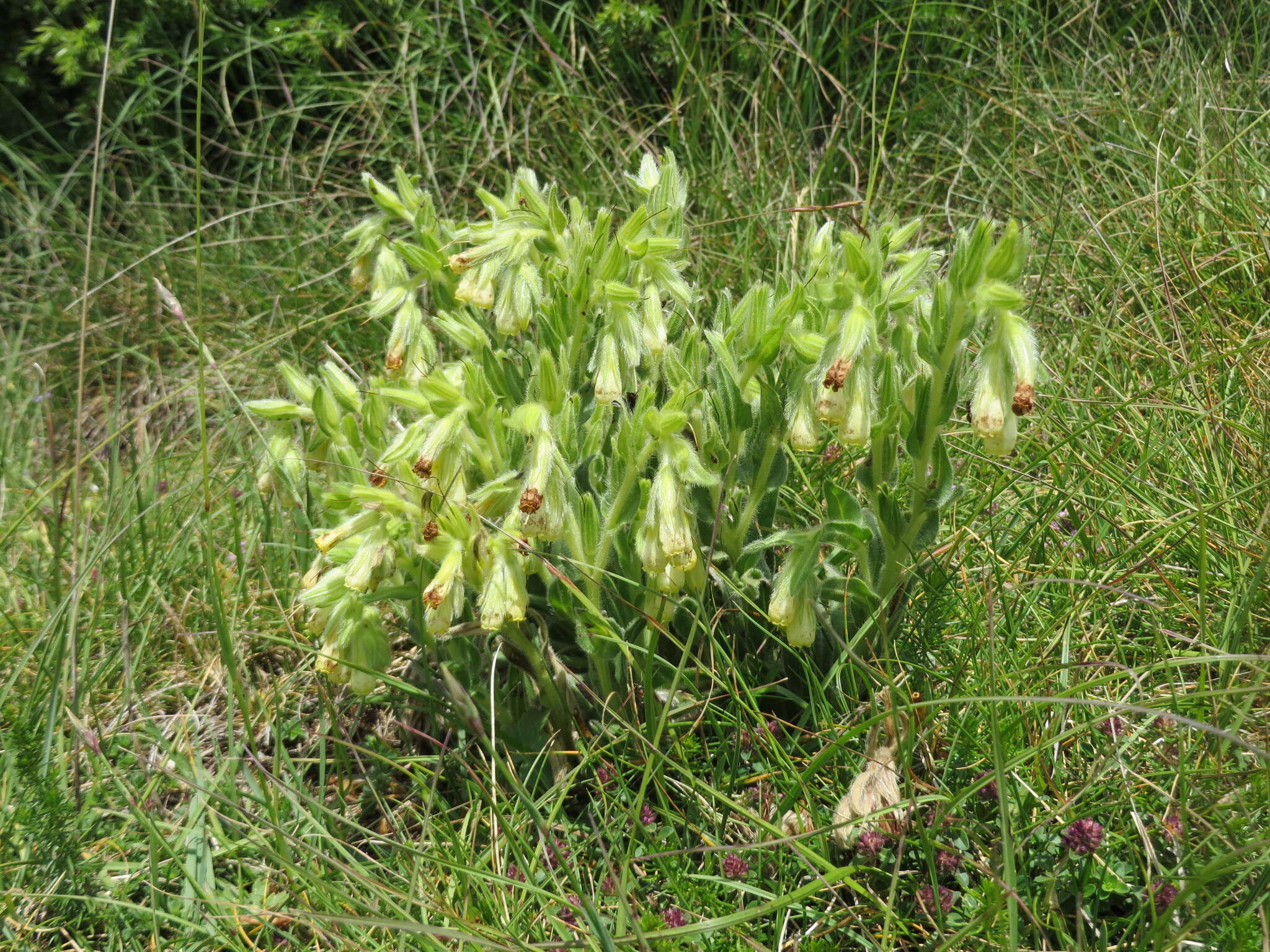 صورة Onosma tricerosperma Lag.