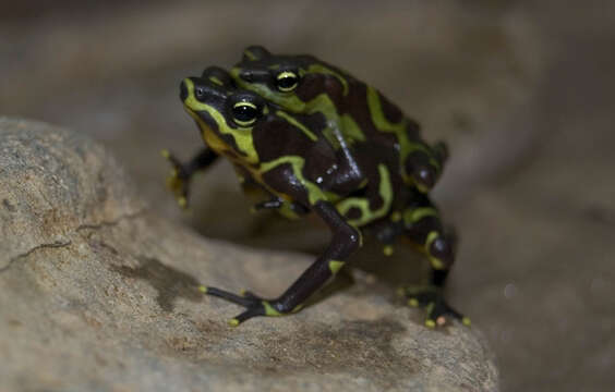 Imagem de Atelopus limosus Ibáñez, Jaramillo & Solís 1995