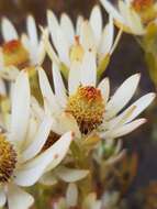 Image of Ivory conebush