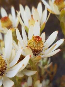 Image of Ivory conebush