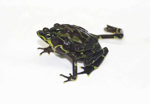 Image of Harlequin frog