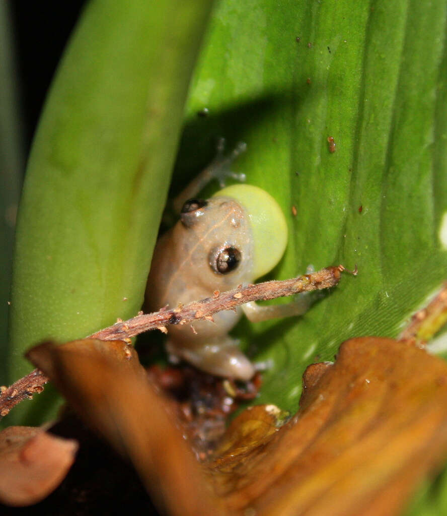 Image of Caretta Robber Frog