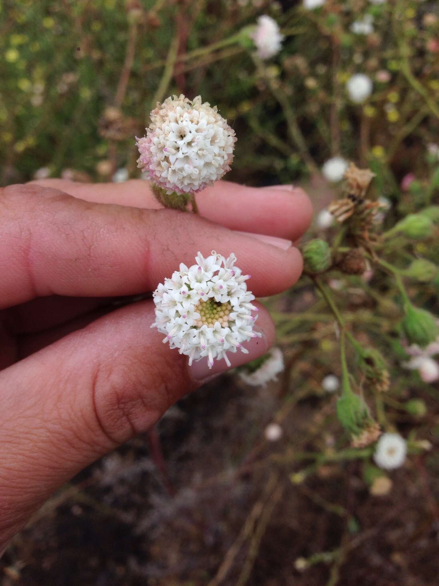 Sivun Chaenactis artemisiifolia (Harvey & A. Gray) A. Gray kuva