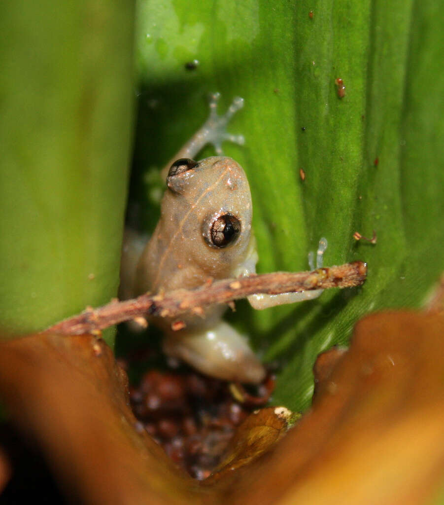 Image of Caretta Robber Frog