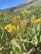 Imagem de <i>Senecio isatidioides</i>