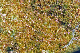 Image of Vaccinium microcarpum (Turcz. ex Rupr.) Schmalh. ex Busch