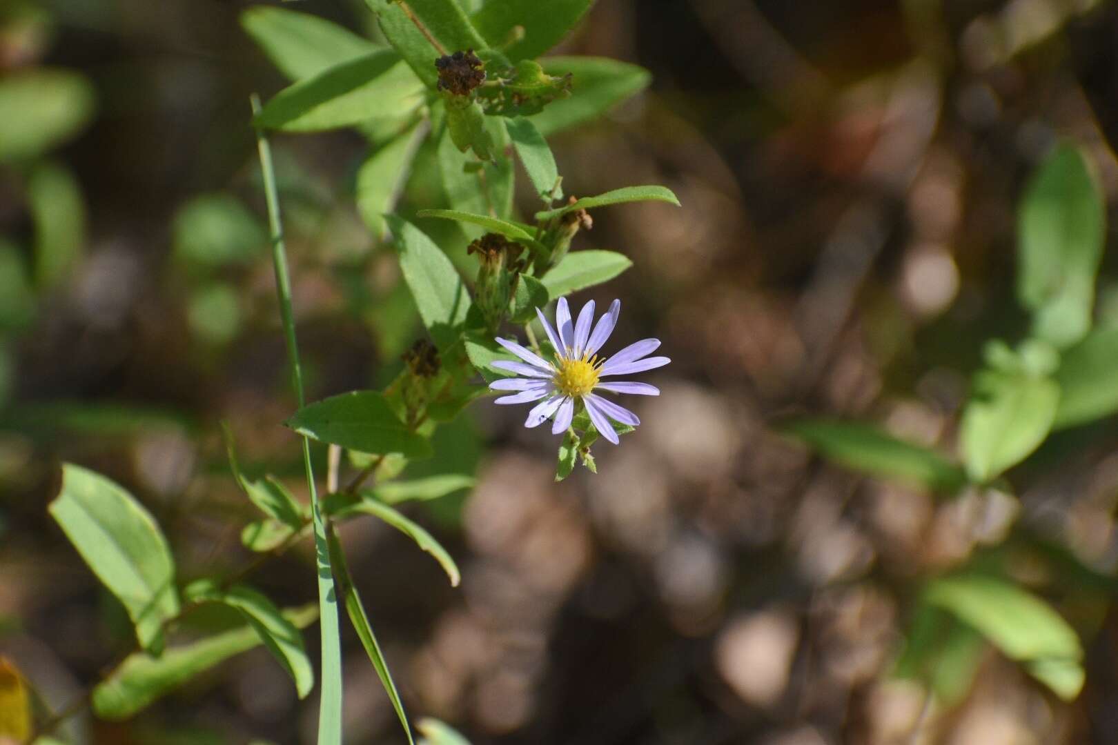 Image of late purple aster