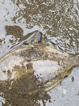 Image of Starry Flounder