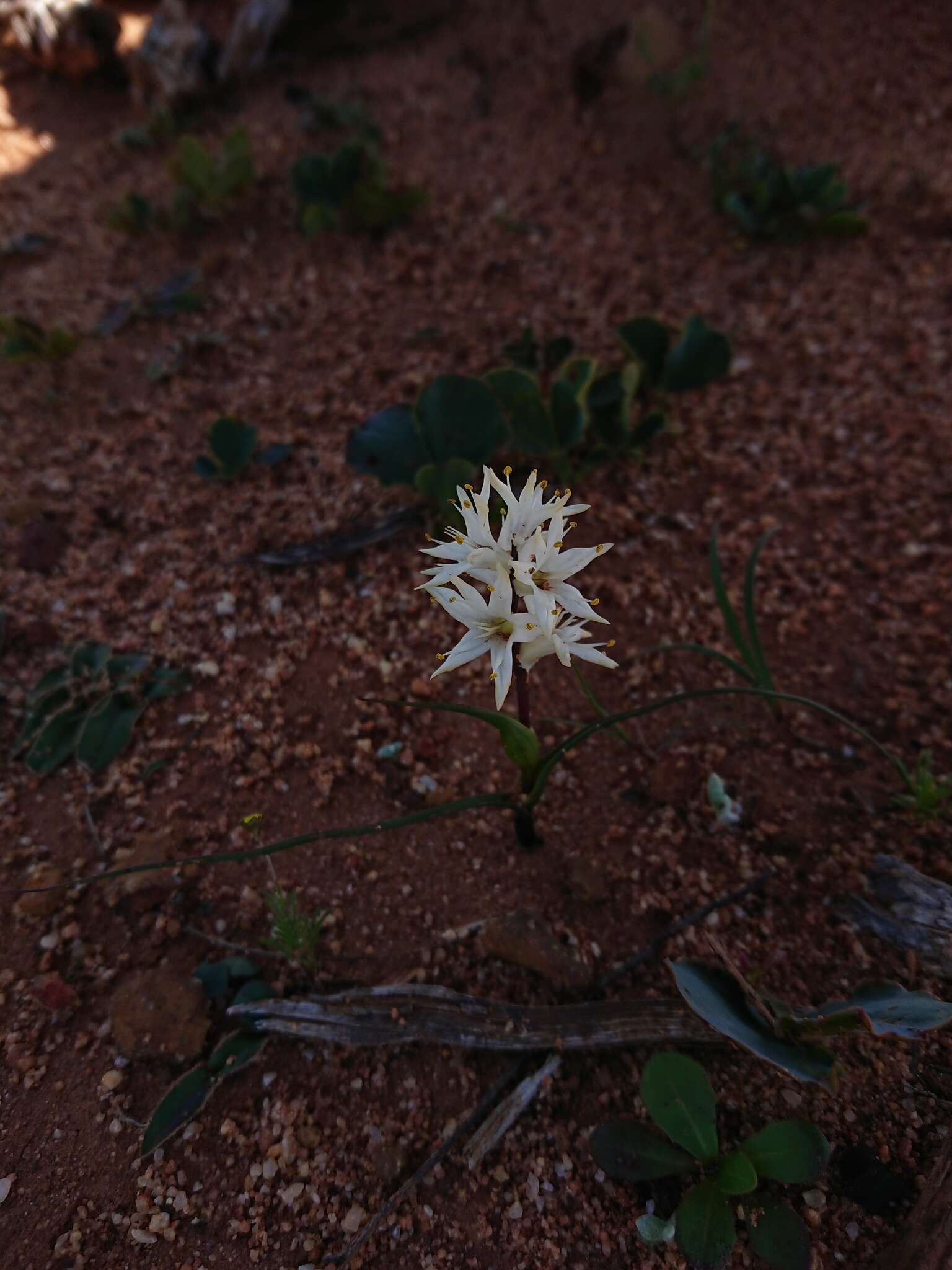 صورة Wurmbea spicata (Burm. fil.) T. Durand & Schinz