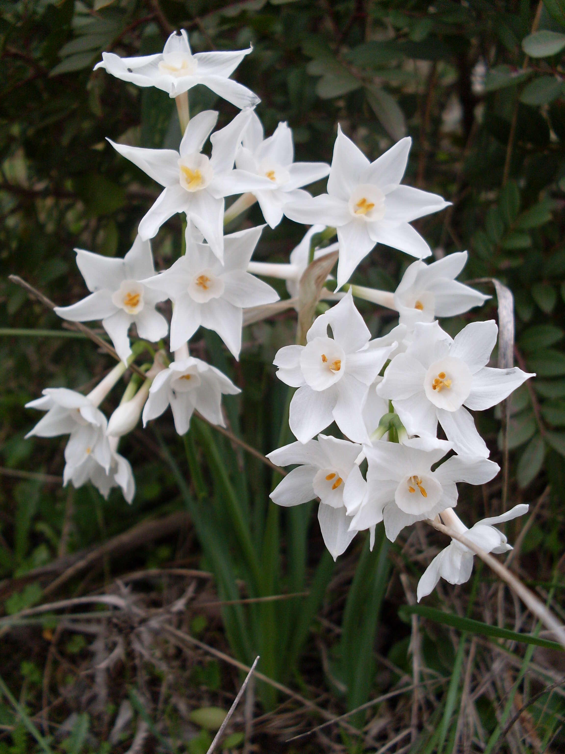 Image of paperwhite narcissus