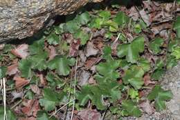 Image of Laguna Mountain alumroot