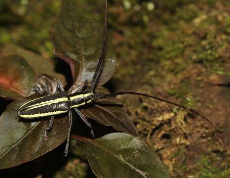 Слика од Neoptychodes hondurae (White 1858)