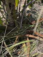 Image of Aloe branddraaiensis Groenew.