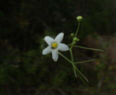 Image of Echinopepon minimus (S. Wats.) S. Wats.