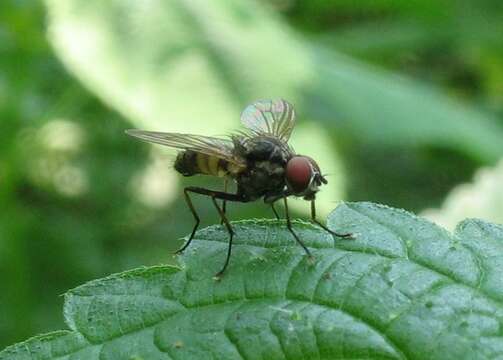 Imagem de Fannia canicularis (Linnaeus 1761)