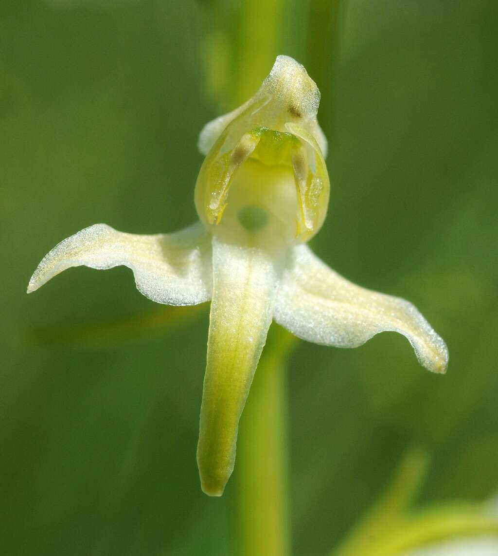 Слика од Platanthera chlorantha (Custer) Rchb.