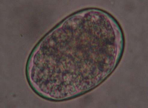 Image of Ancylostoma caninum