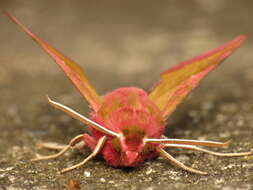 Image of small elephant hawk-moth