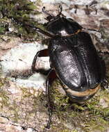 Image of Hermit Beetle