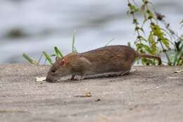 Image de Rat brun