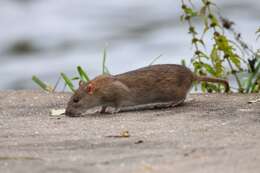 Image of Brown Rat