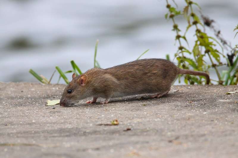 Image of Brown Rat