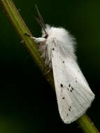 Image of white ermine