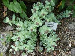 Image of redpod stonecrop