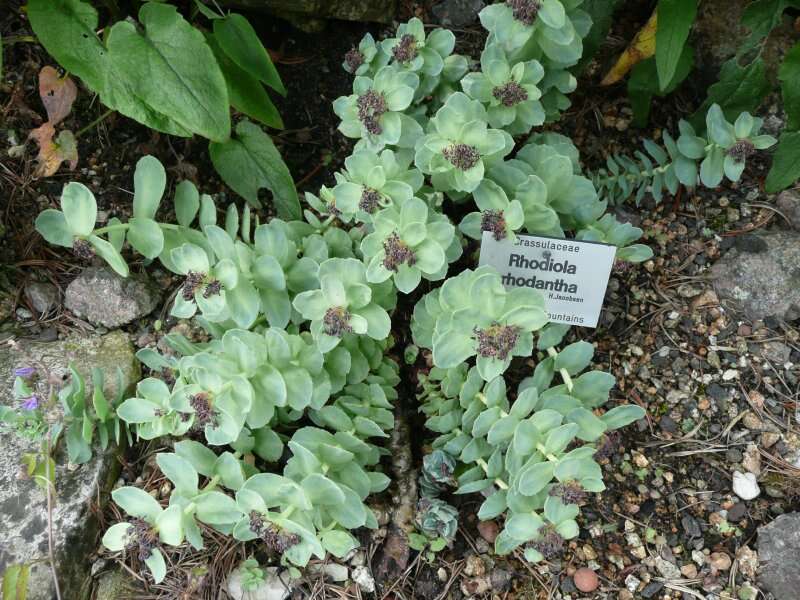 Image of redpod stonecrop