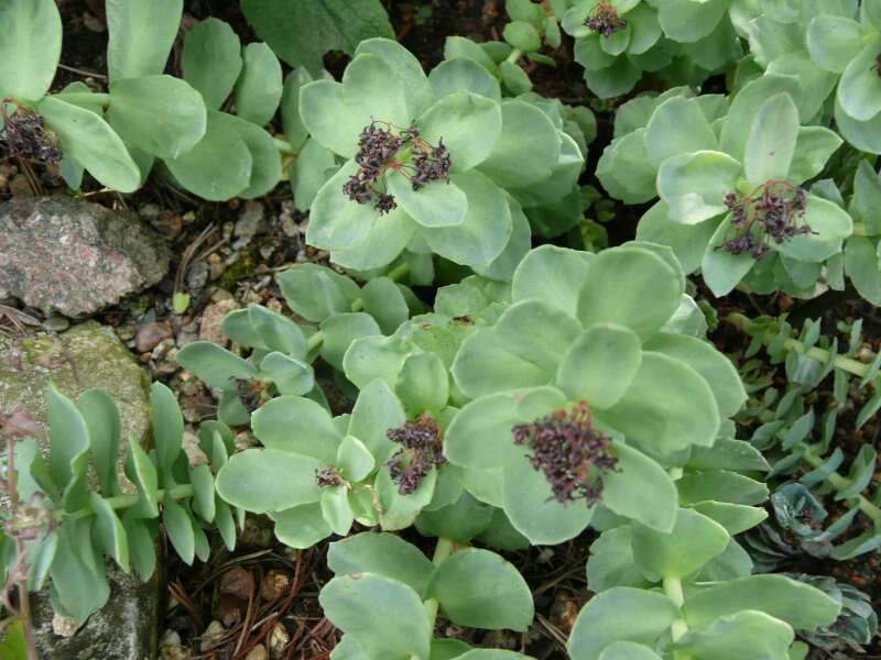 Image of redpod stonecrop