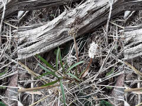 Image of Great Basin Indian potato