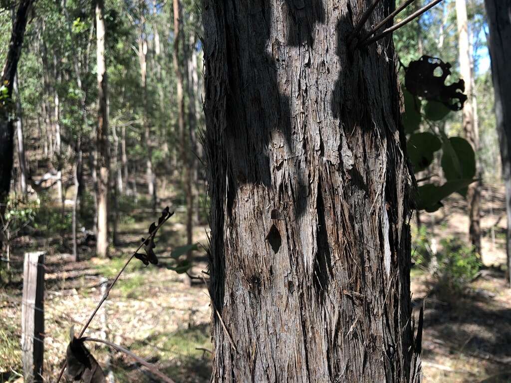 Слика од Eucalyptus carnea F. Müll. ex R. T. Baker