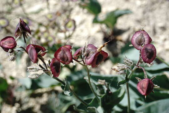 Image de Cynoglossum tetraspis (Pall.) W. Greuter & Burdet