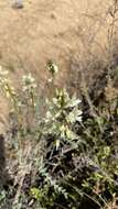 Image of Congdon's milkvetch