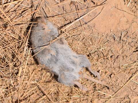 Image of Amargosa Vole