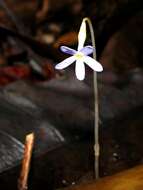 Image of Puerto Rico Ghostplant