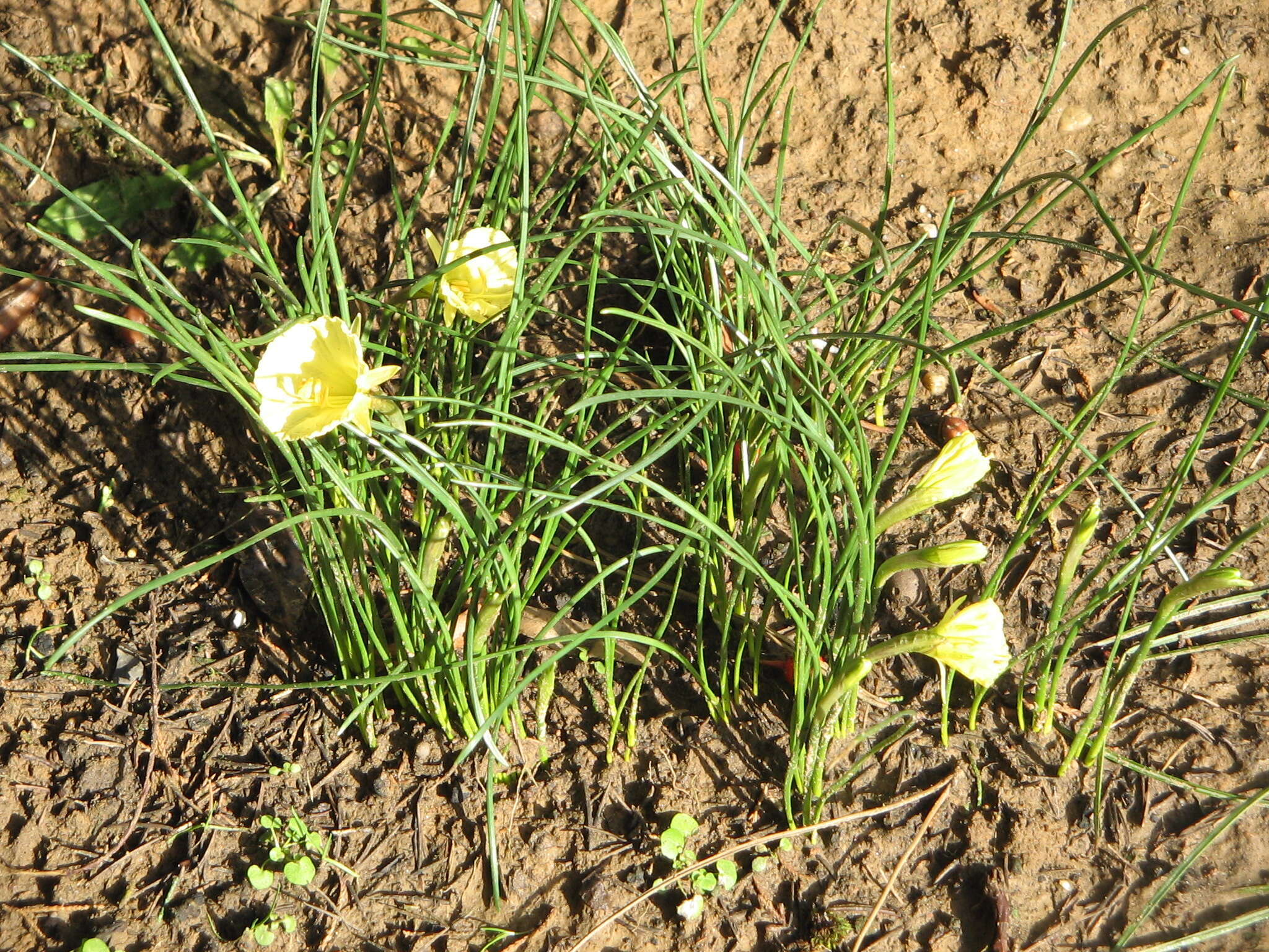 Image of Narcissus romieuxii Braun-Blanq. & Maire