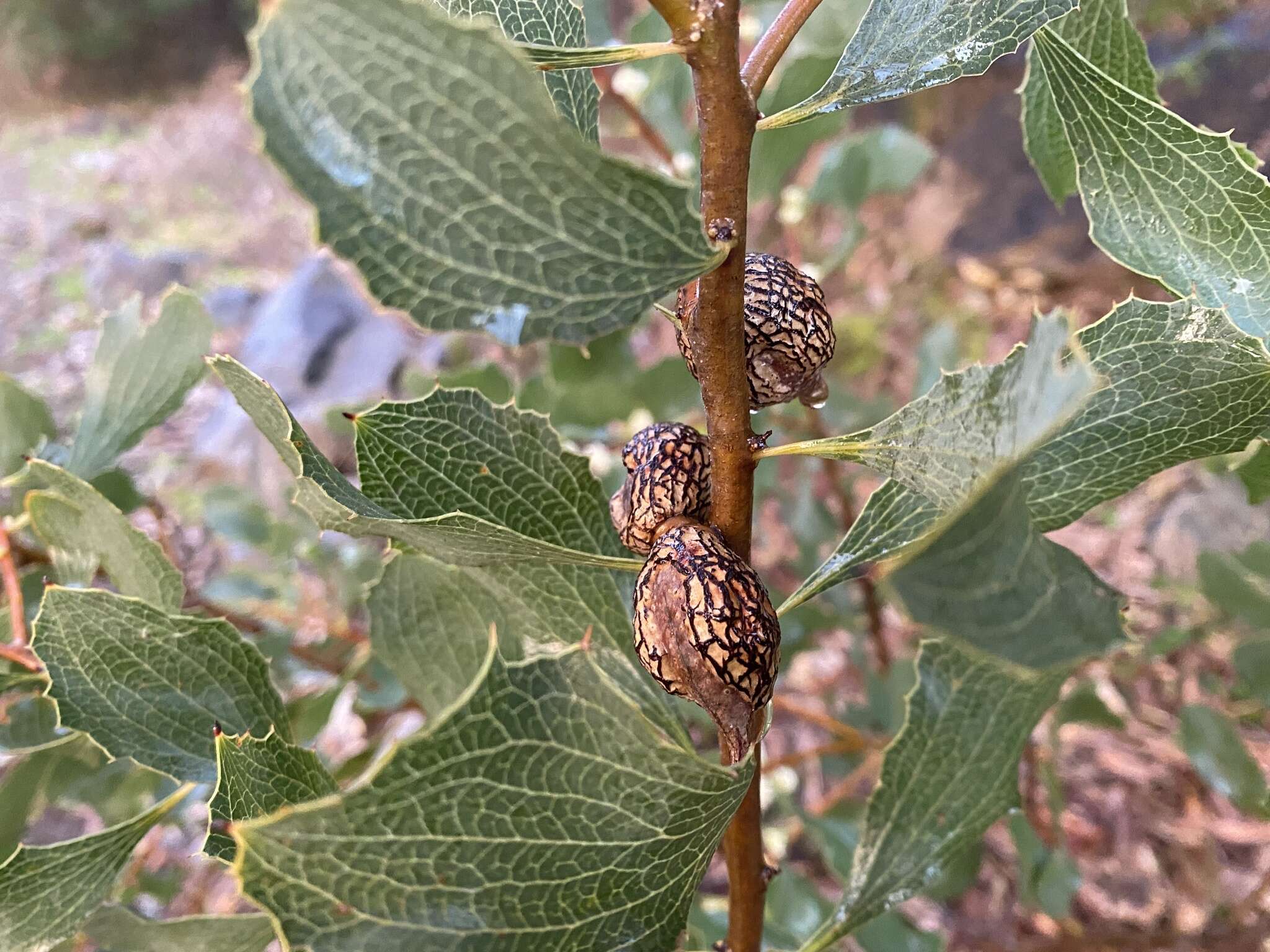 Image of Hakea undulata R. Br.