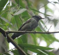 Pachyramphus polychopterus (Vieillot 1818) resmi