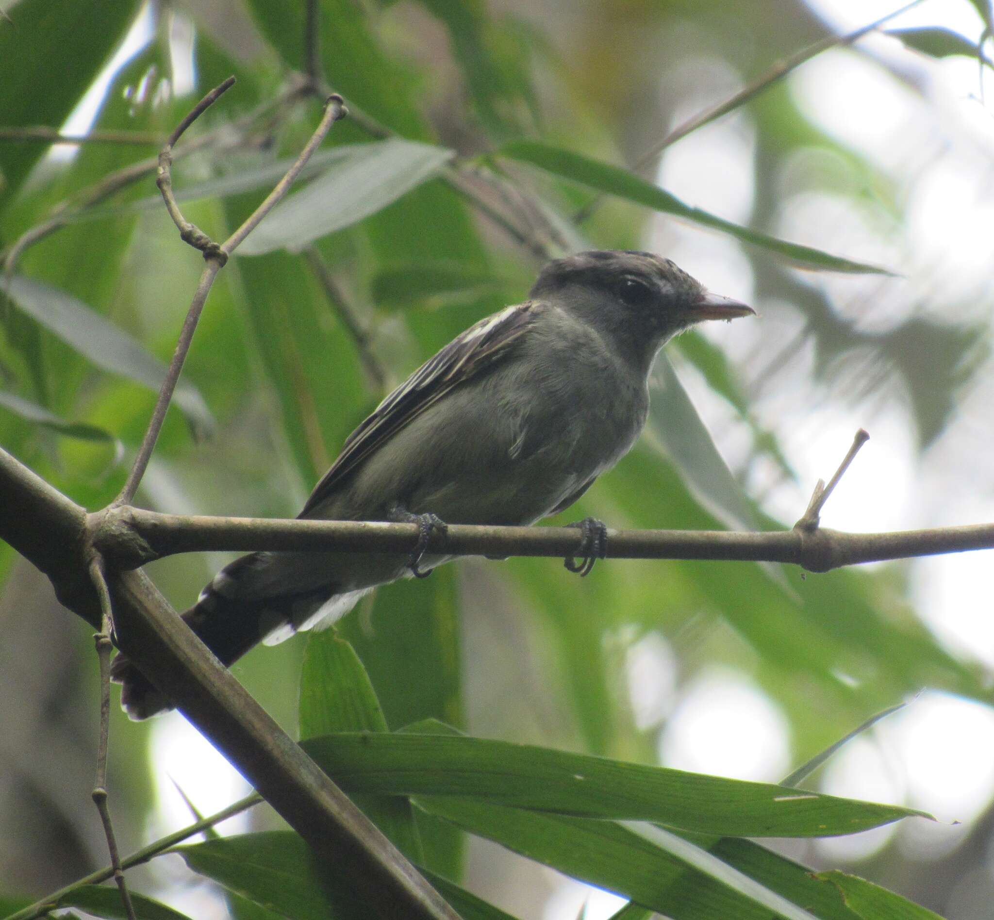 Pachyramphus polychopterus (Vieillot 1818) resmi