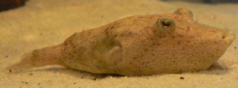 Image of Congo pufferfish