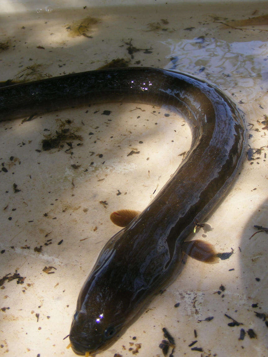 Image of Black fin eel