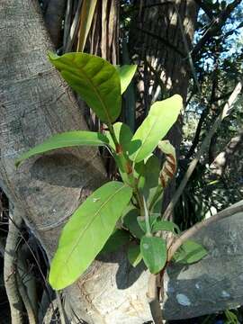 Ficus costaricana (Liebm.) Miq.的圖片