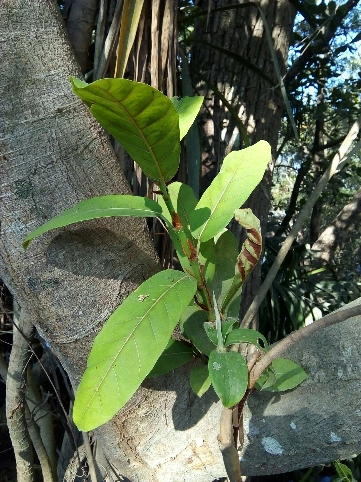 Image of Ficus costaricana (Liebm.) Miq.