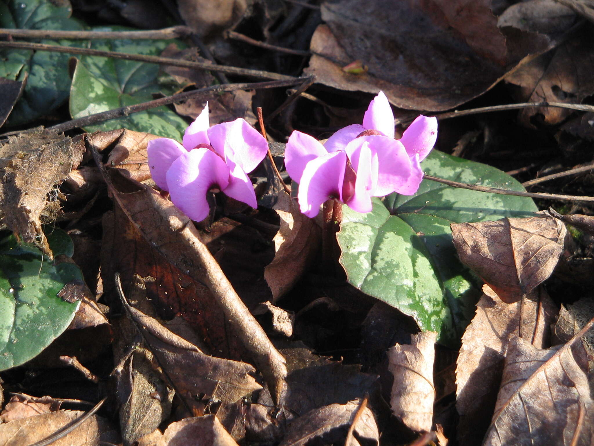 Image of Cyclamen coum Miller