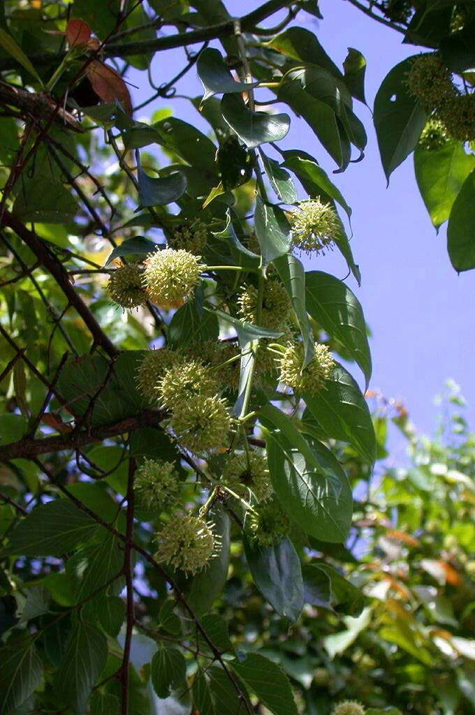 Image of Uncaria rhynchophylla (Miq.) Miq. ex Havil.