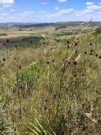 Image of Eryngium sanguisorba Cham. & Schltdl.