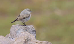 Image of Black-fronted Ground Tyrant